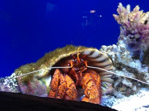 The Portland Aquarium just opened this month, promising a new place for Oregon families to get up close with local sea life. Our family visited the new attraction and, sadly, it is a big disappointment. Oregon families should wait to visit until significant upgrades can be made to the facility.